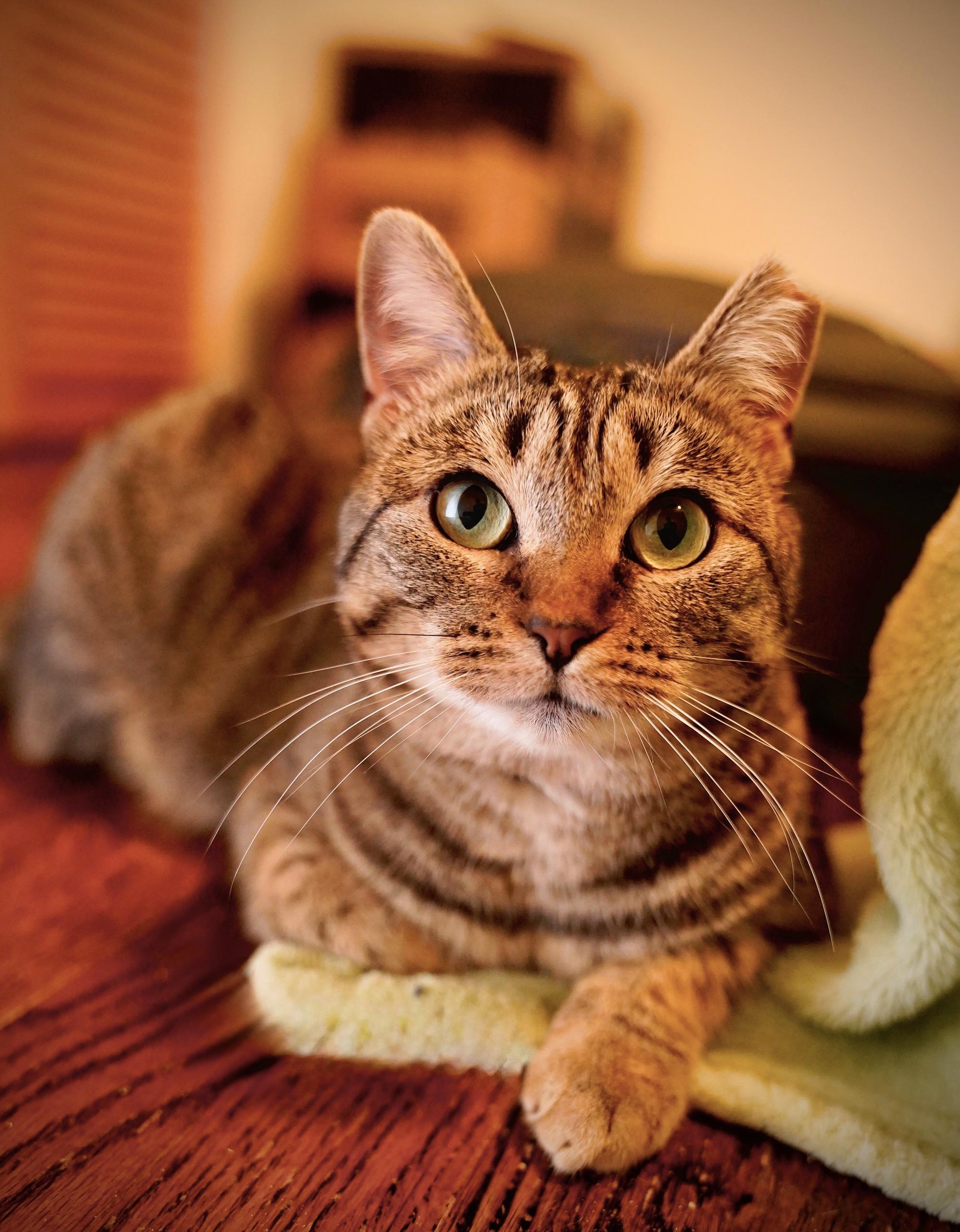 Farrah, a ADOPTABLE Domestic Short Hair in Hixson, TN image 3/3