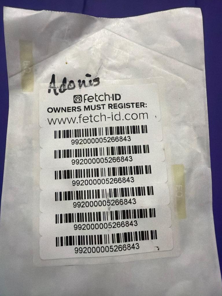 Adonis, a Adoptable mixed breed in Gilmer, TX image 1/5