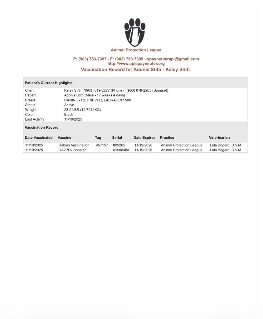 Adonis, a Adoptable mixed breed in Gilmer, TX image 2/5