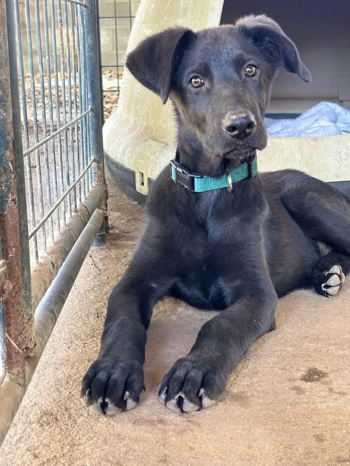 Adonis, a Adoptable mixed breed in Gilmer, TX image 3/5