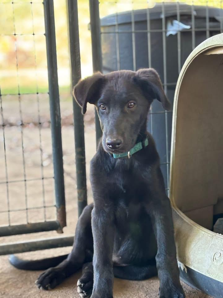Enlarge Adonis, a Adoptable mixed breed in Gilmer, TX image 3/4