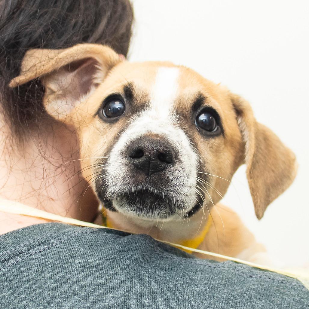Rapunzel, Adoptable, Puppy Female Mixed Breed.