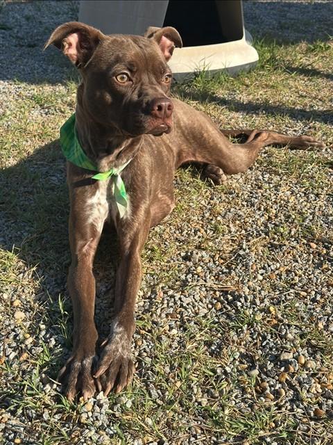 Enlarge BEETLE, a Adoptable mixed breed in Augusta, GA image 1/1