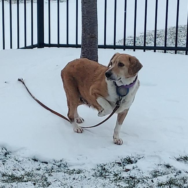 DeeDee D67792, Adoptable, Adult Female Beagle & Mixed Breed.