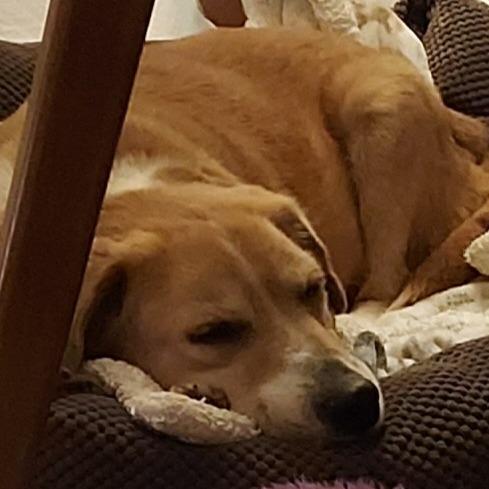 DeeDee D67792, a Adoptable mixed breed in Minnetonka, MN image 2/6