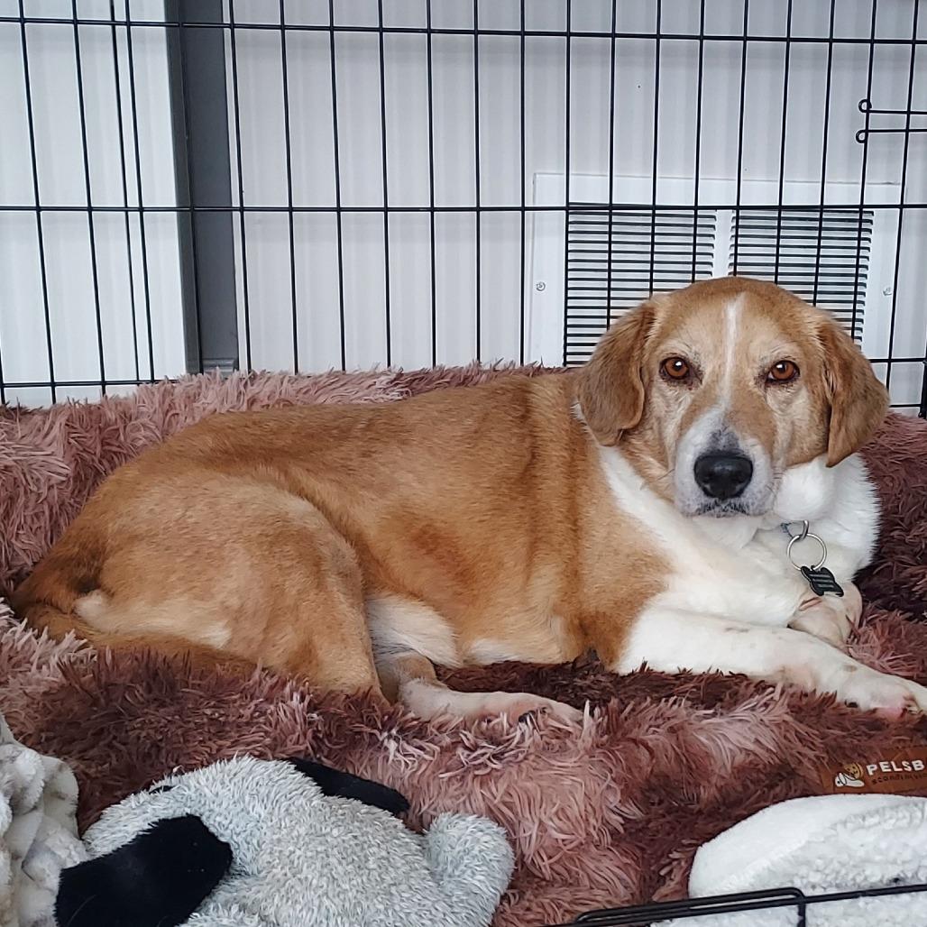 DeeDee D67792, a Adoptable mixed breed in Minnetonka, MN image 3/6