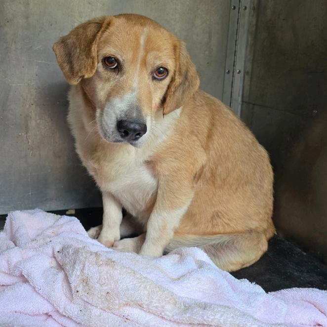 DeeDee D67792, a Adoptable mixed breed in Minnetonka, MN image 4/6