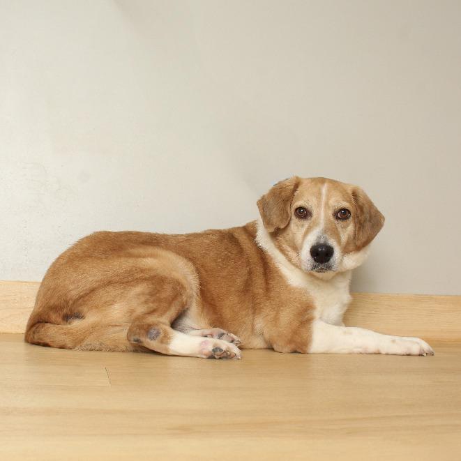 DeeDee D67792, a Adoptable mixed breed in Minnetonka, MN image 5/6