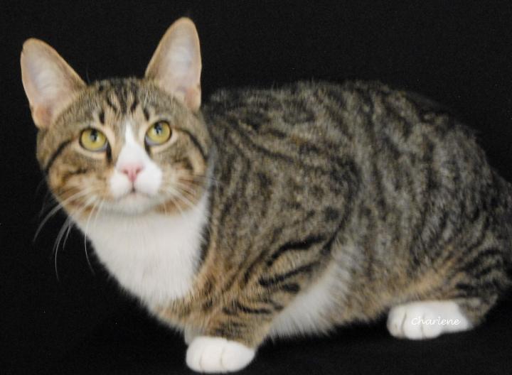 Enlarge Bramble Bee, a ADOPTABLE Domestic Short Hair in Newland, NC image 1/1