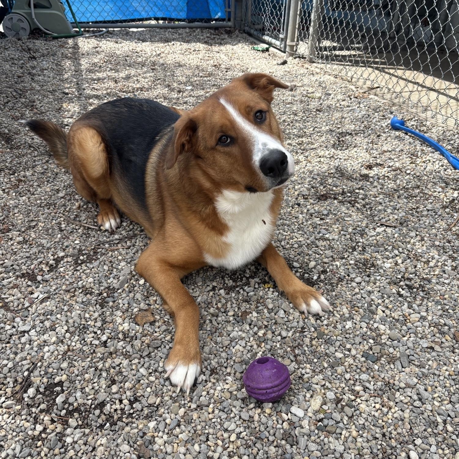 Enlarge Ranger DS-069/26, a Adoptable mixed breed in Burlington, ON image 3/3
