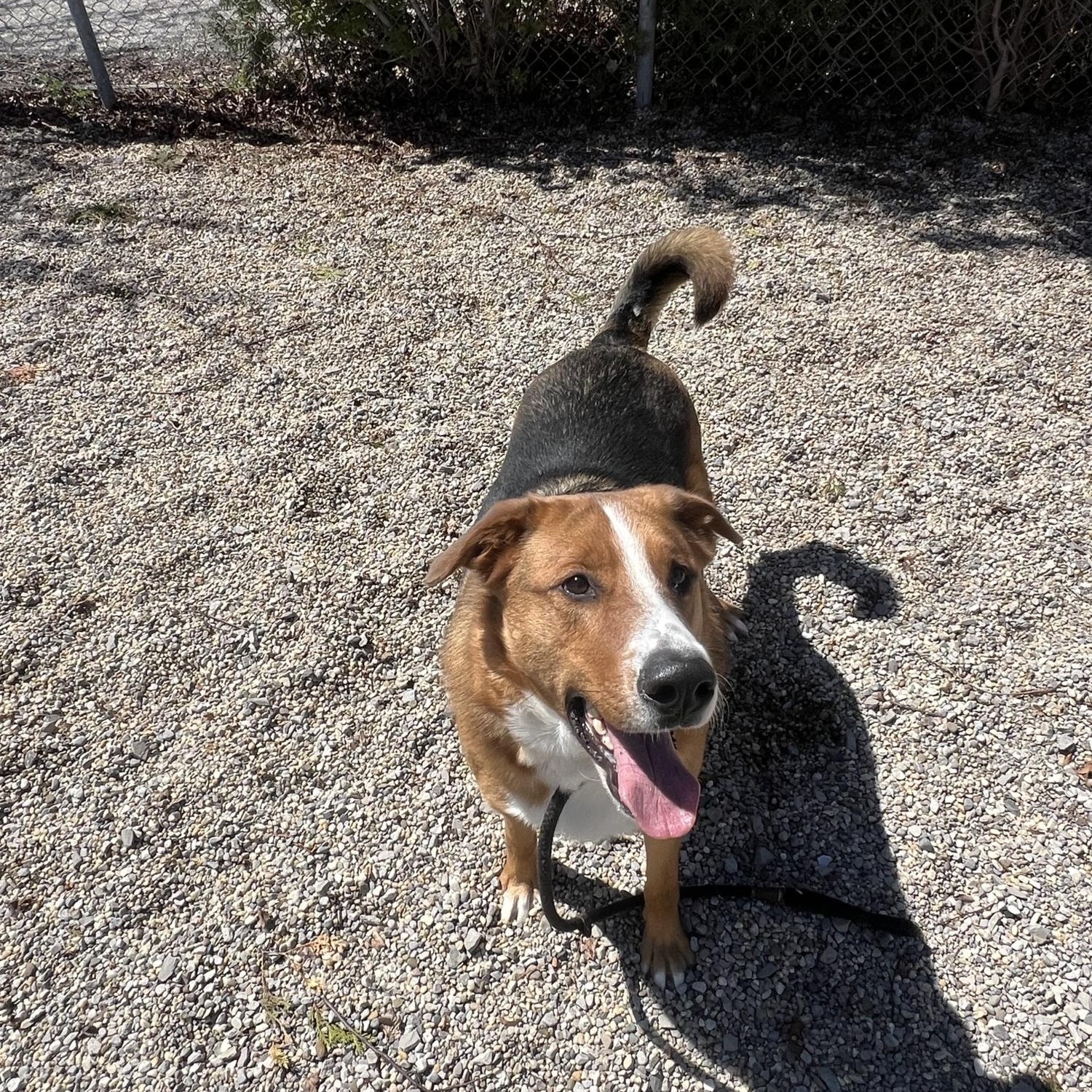 Enlarge Ranger DS-069/26, a Adoptable mixed breed in Burlington, ON image 2/3