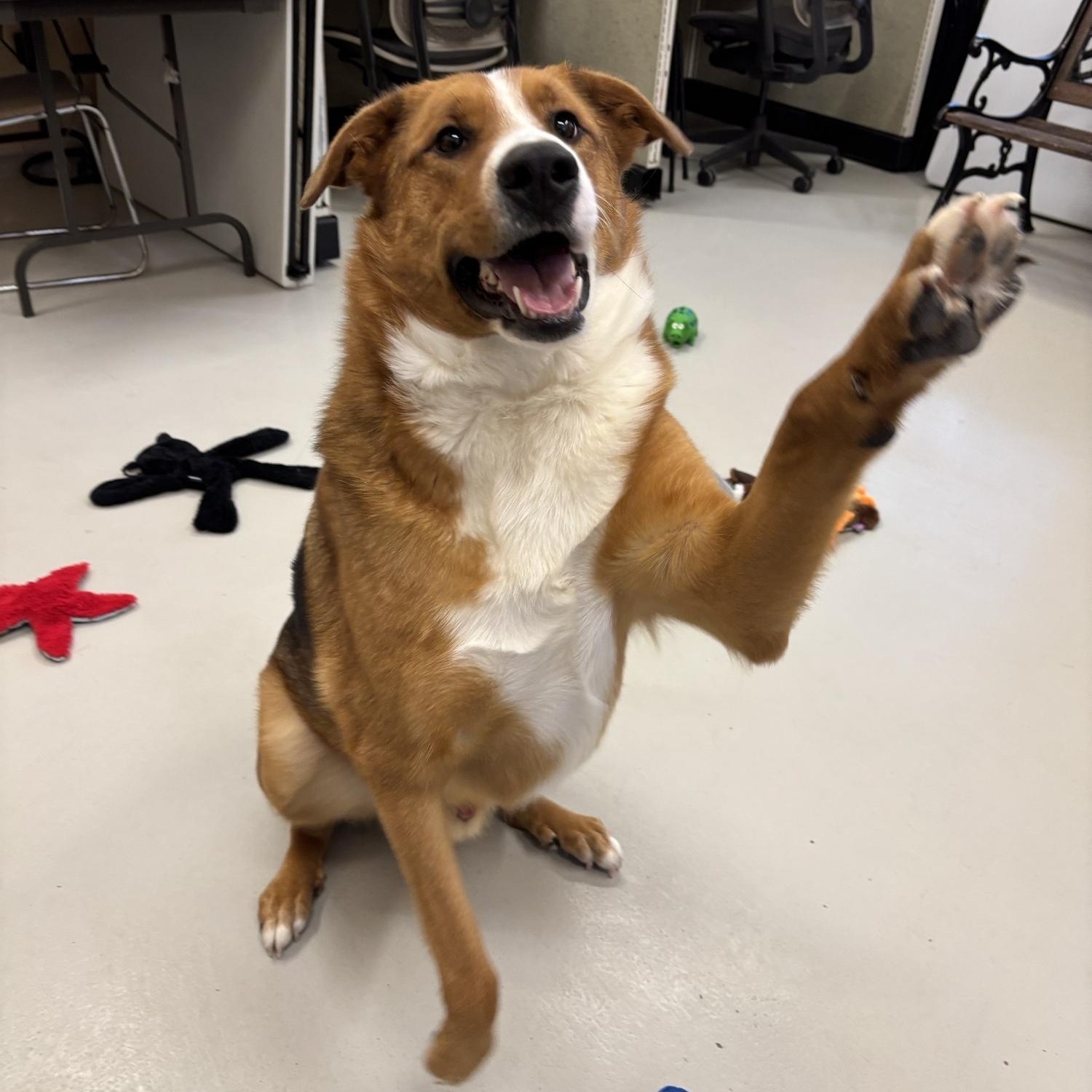 Ranger DS-069/26, Adoptable, Adult Male German Shepherd Dog & Collie.