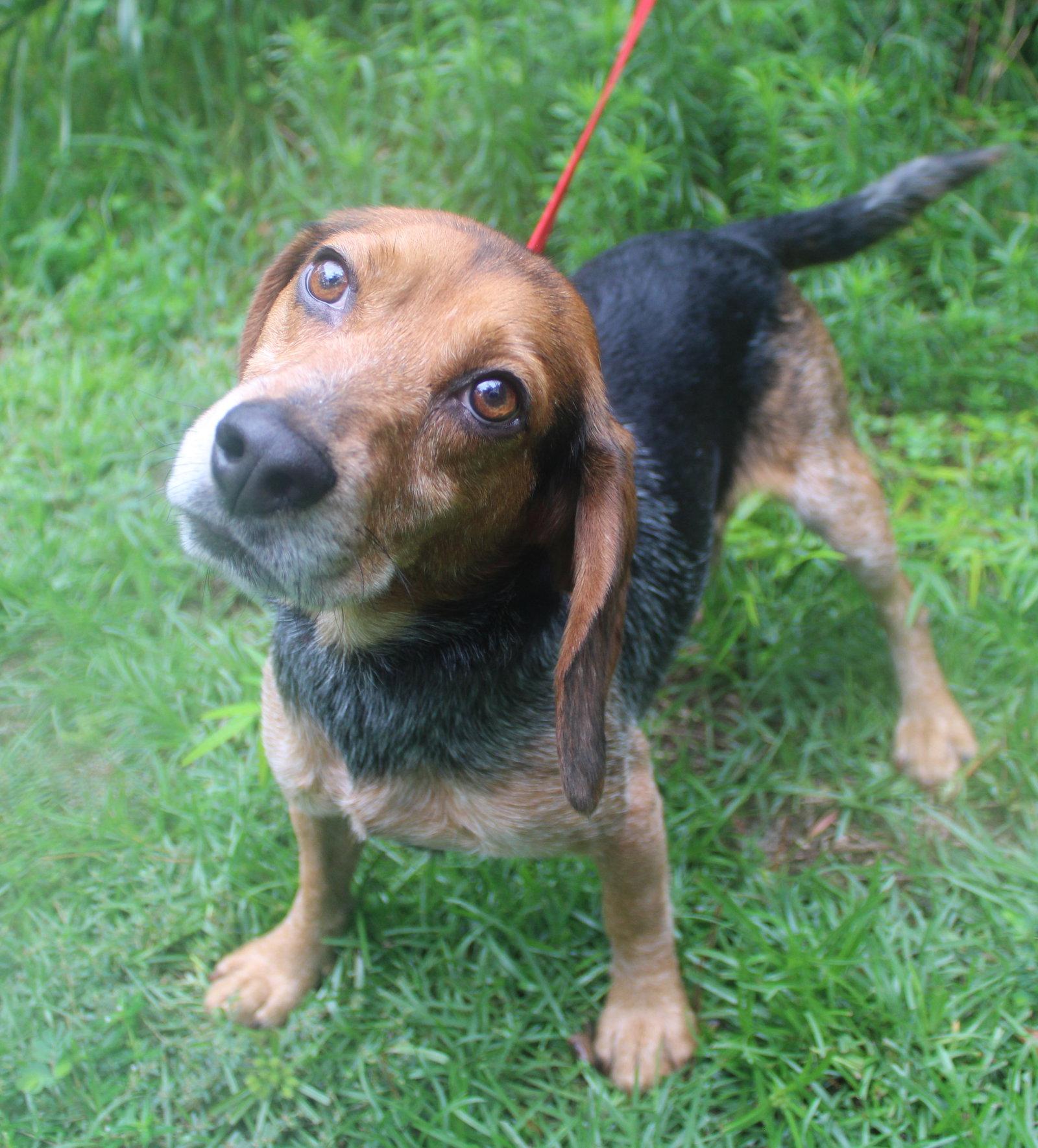 Cornbread, Adoptable, Young Male Beagle.