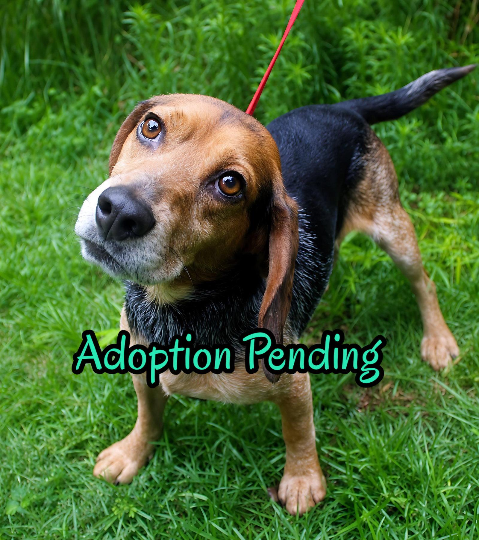 Enlarge Cornbread, a Adoptable Beagle in Dunnellon, FL image 2/3