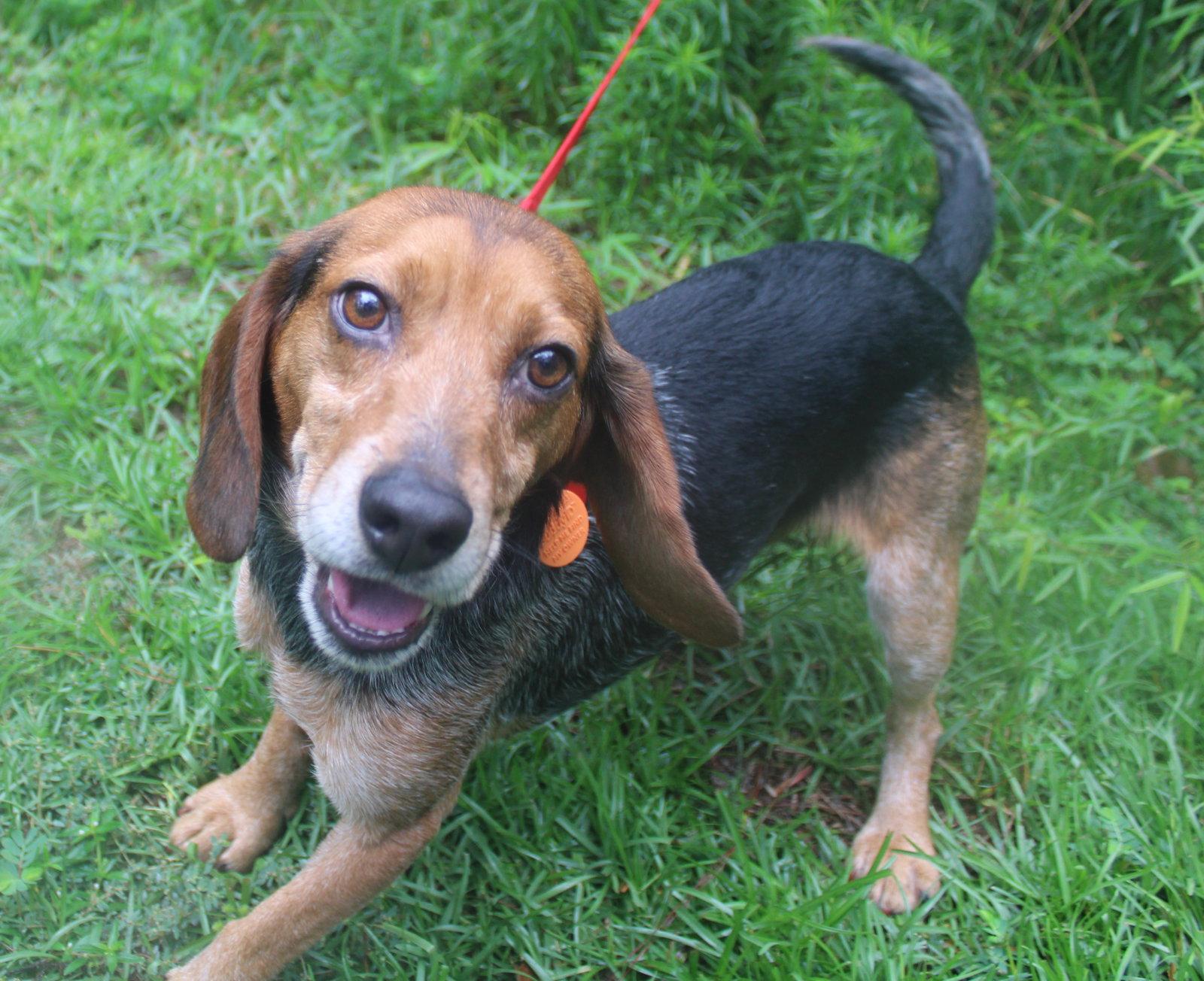 Enlarge Cornbread, a Adoptable Beagle in Dunnellon, FL image 3/3
