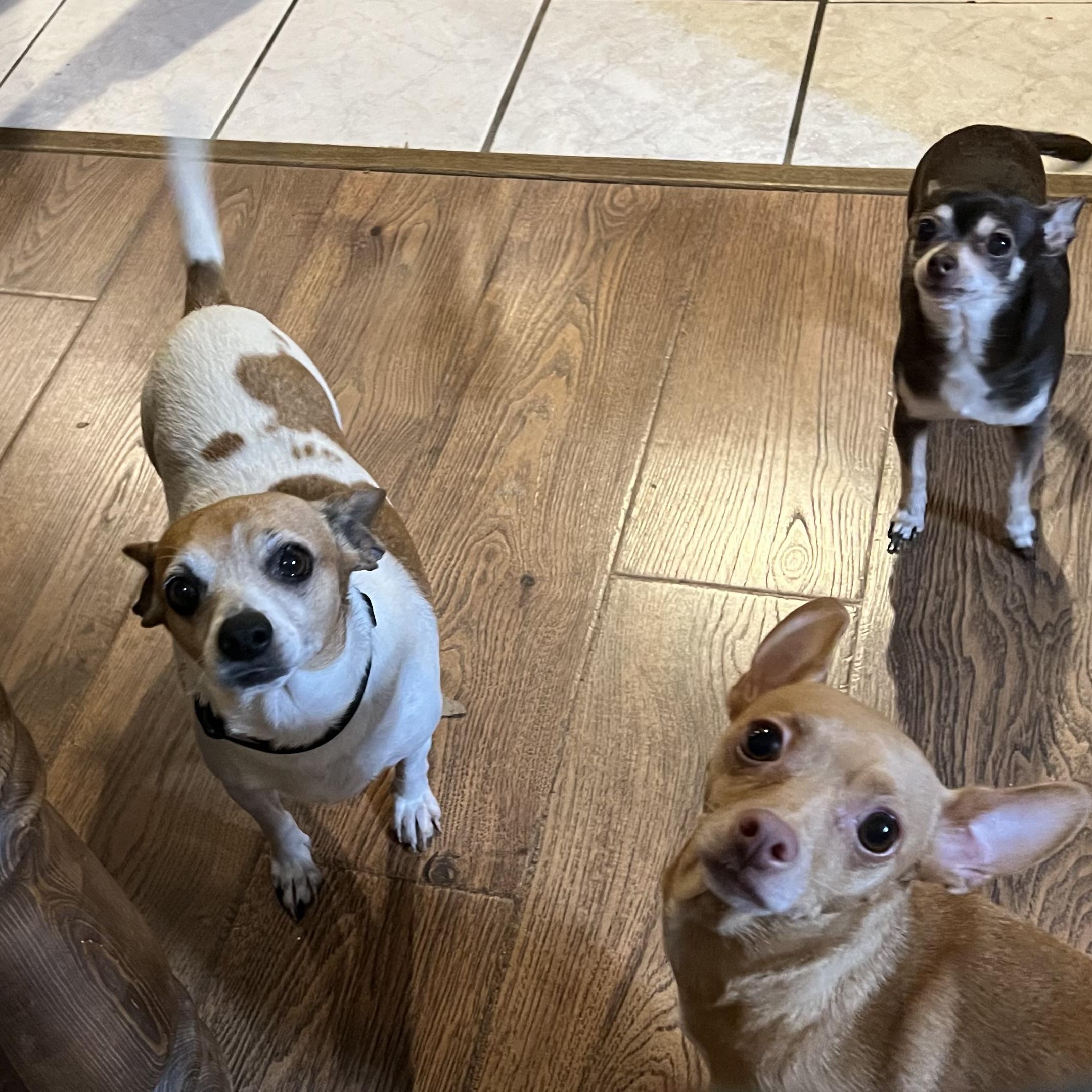 Millie, a Adoptable mixed breed in Chatham, NJ image 5/6