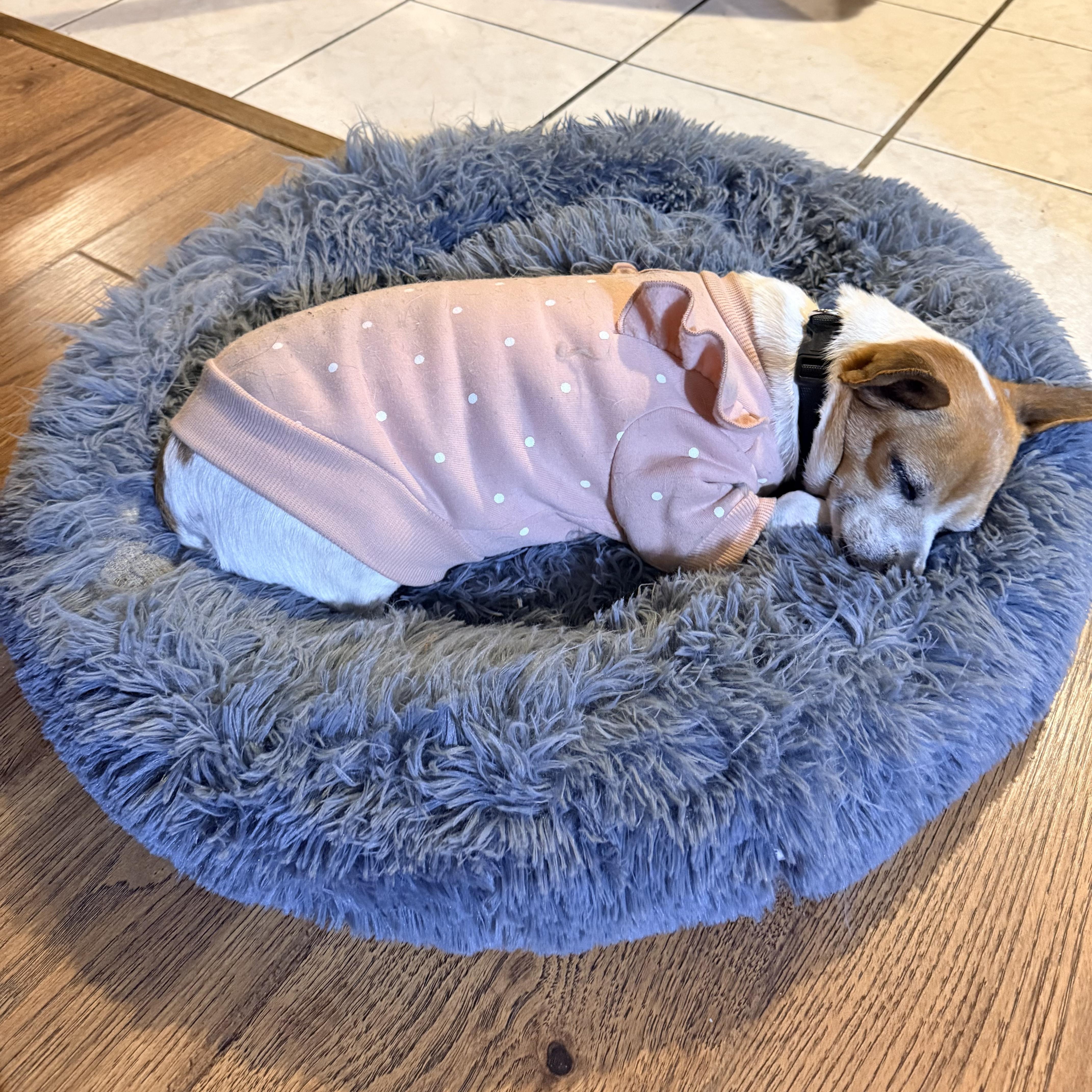 Millie, a Adoptable mixed breed in Chatham, NJ image 2/6