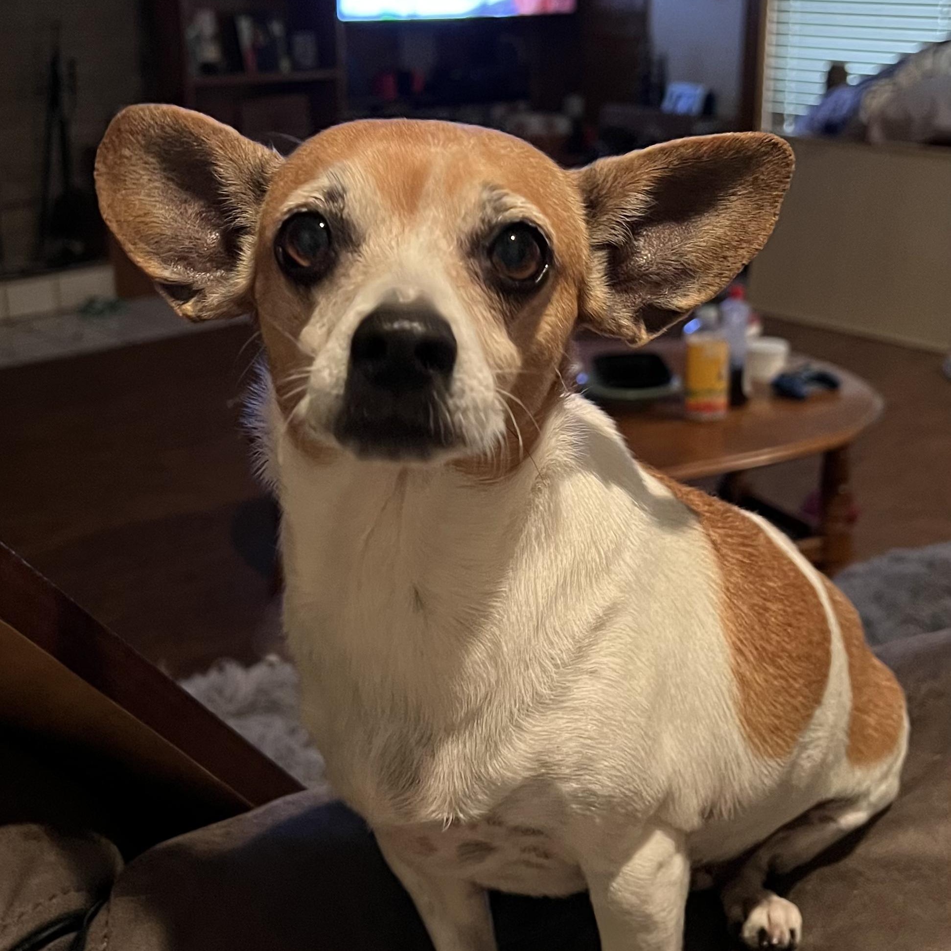 Millie, a Adoptable mixed breed in Chatham, NJ image 1/6