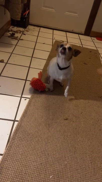 Enlarge Millie, a Adoptable mixed breed in Chatham, NJ video 6/6