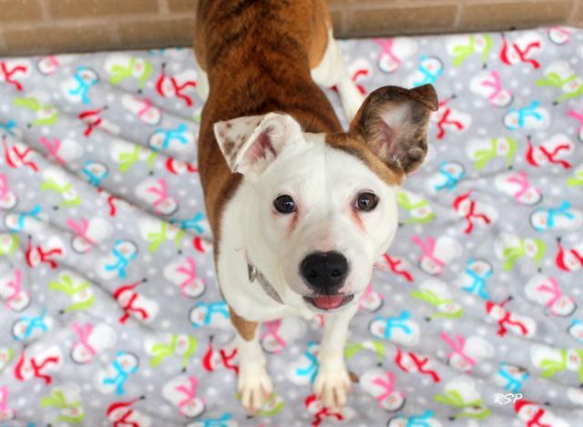 SILLY BILLIE, Adoptable, Young Female Pit Bull Terrier & Mixed Breed.