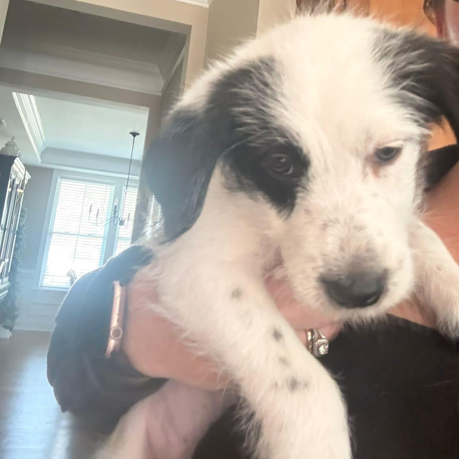 Max, adopted, Puppy Male Australian Cattle Dog / Blue Heeler & Poodle.