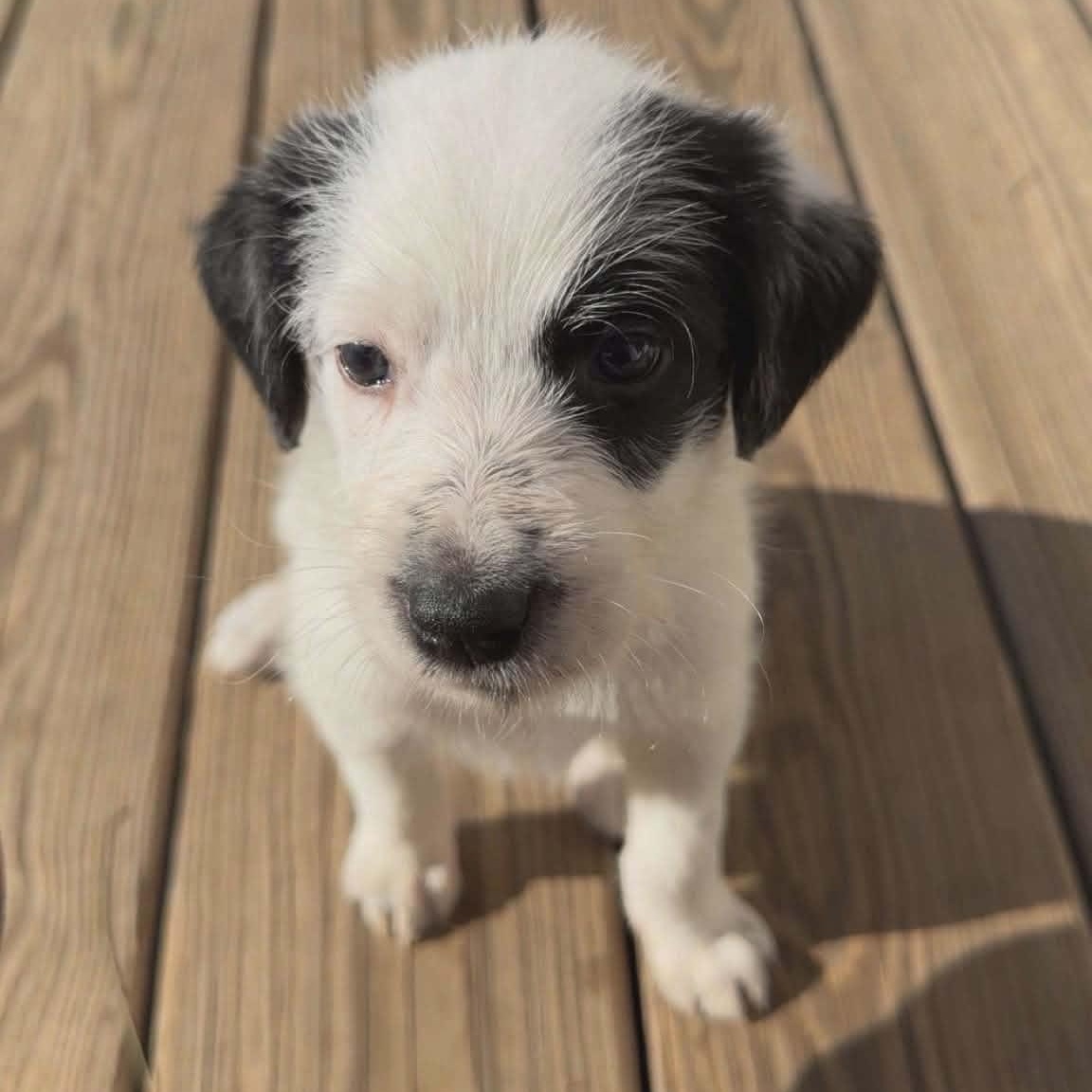 Max, ADOPTABLE, Puppy Male Australian Cattle Dog / Blue Heeler & Poodle.