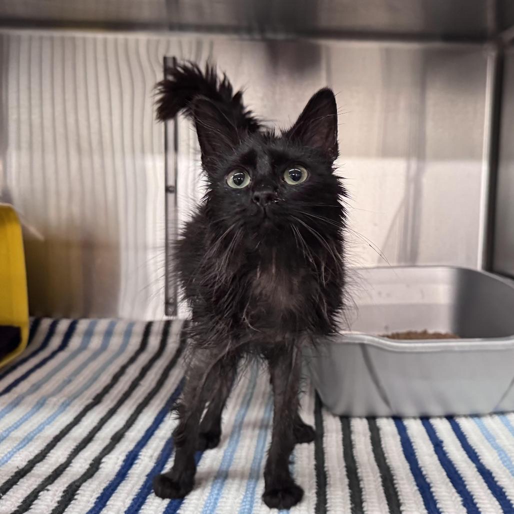 Enlarge Duckling, a Adoptable Domestic Medium Hair in Manhattan, KS image 1/1