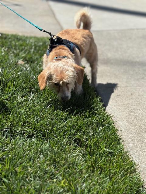 Enlarge Pattycakes, a Adoptable mixed breed in Rancho Palos Verdes, CA image 2/5