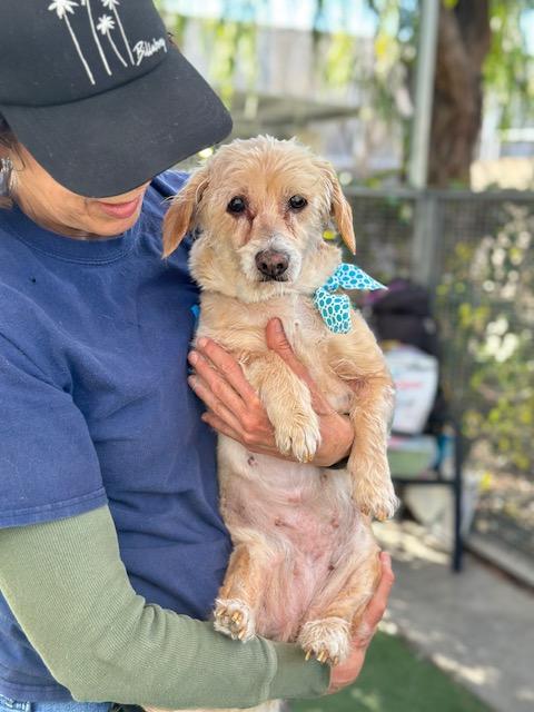 Enlarge Pattycakes, a Adoptable mixed breed in Rancho Palos Verdes, CA image 3/5