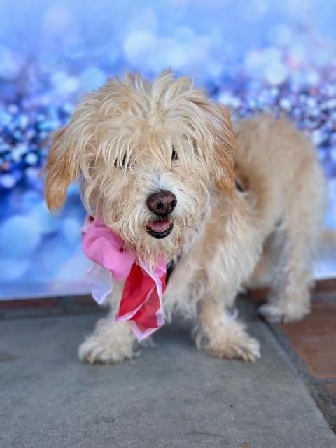 Enlarge Pattycakes, a Adoptable mixed breed in Rancho Palos Verdes, CA image 5/5