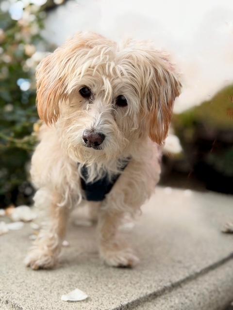 Enlarge Pattycakes, a Adoptable mixed breed in Rancho Palos Verdes, CA image 2/5