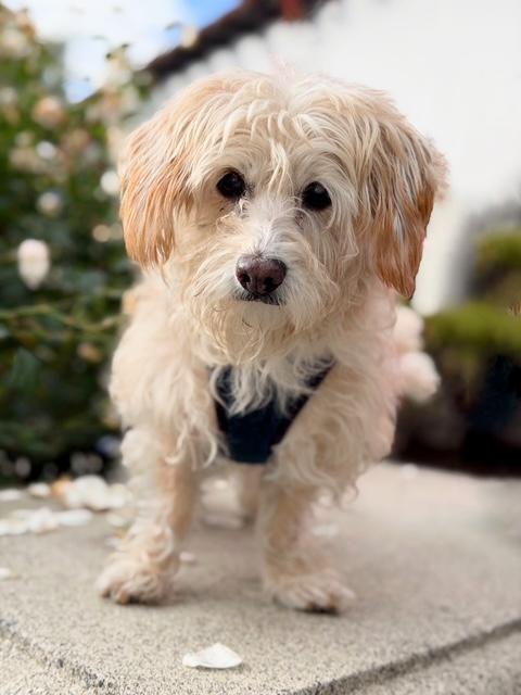 Enlarge Pattycakes, a Adoptable mixed breed in Rancho Palos Verdes, CA image 4/5