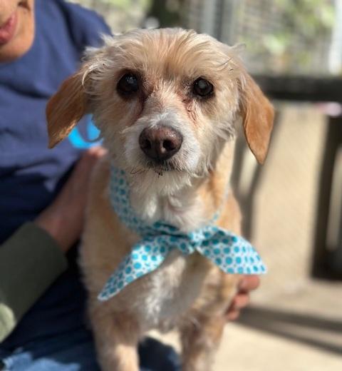 Enlarge Pattycakes, a Adoptable mixed breed in Rancho Palos Verdes, CA image 1/5