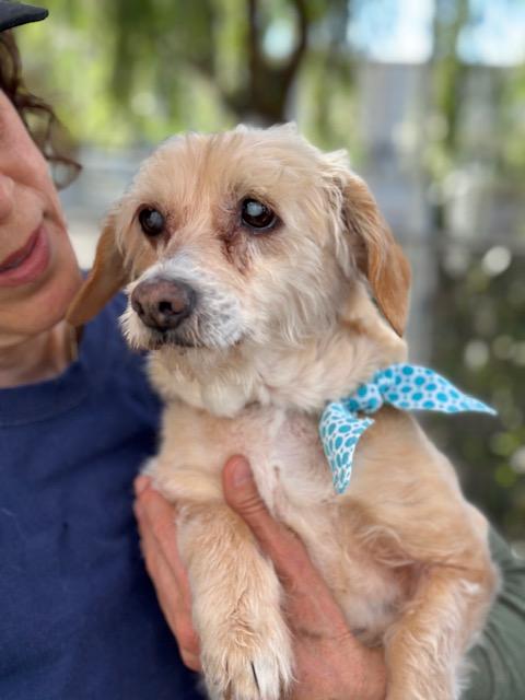 Enlarge Pattycakes, a Adoptable mixed breed in Rancho Palos Verdes, CA image 5/5