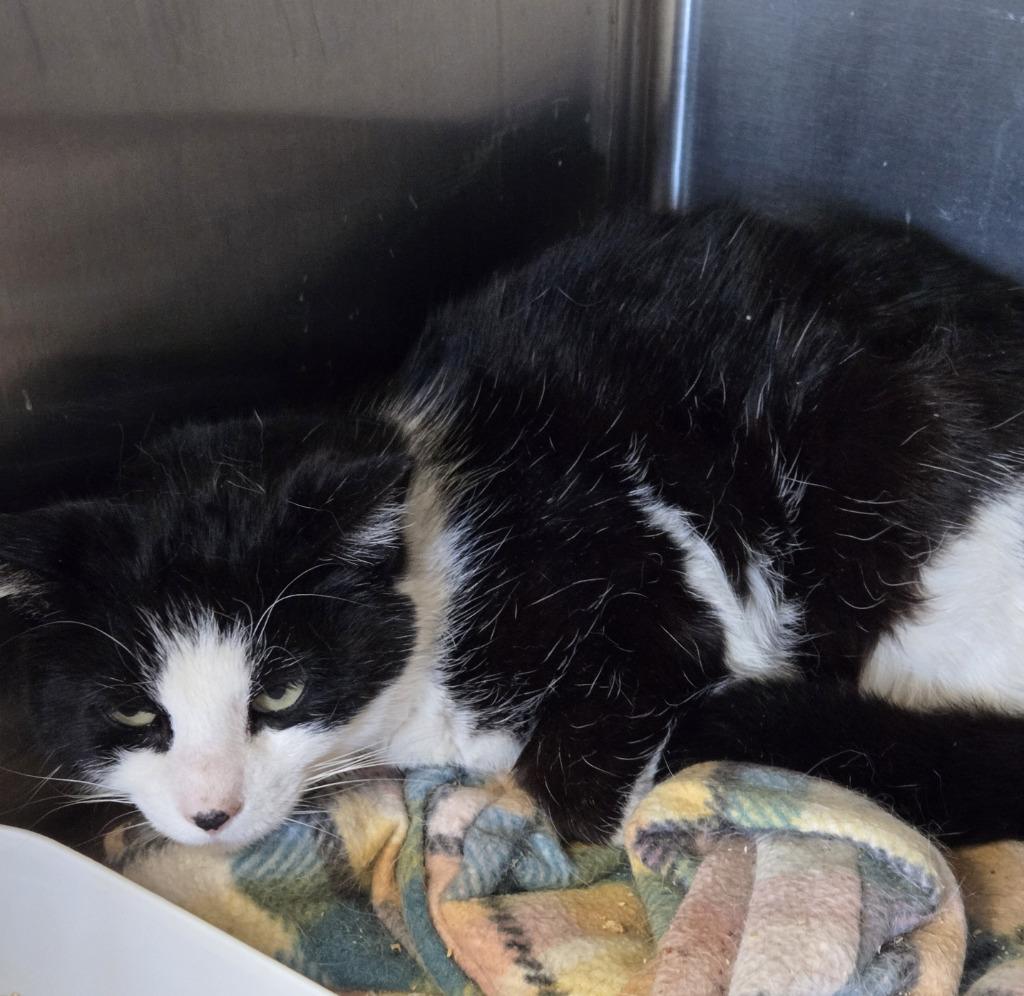 S-Grizz, Adoptable, Young Female Domestic Short Hair.
