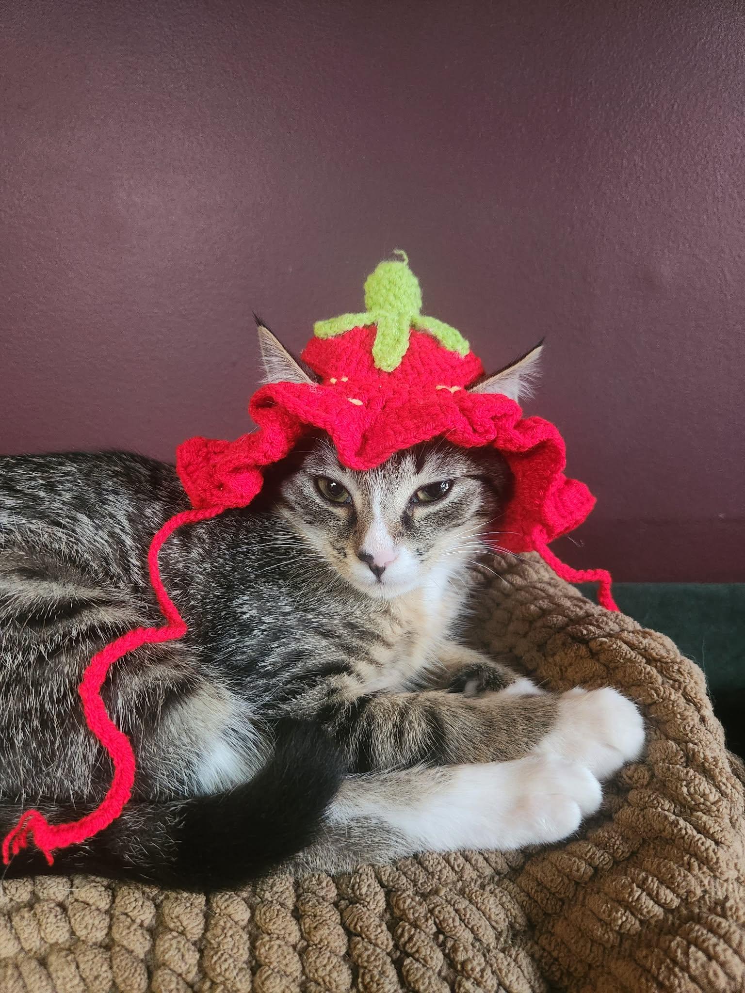 Magnolia, a Adoptable Tabby in Charlotte, NC image 5/6