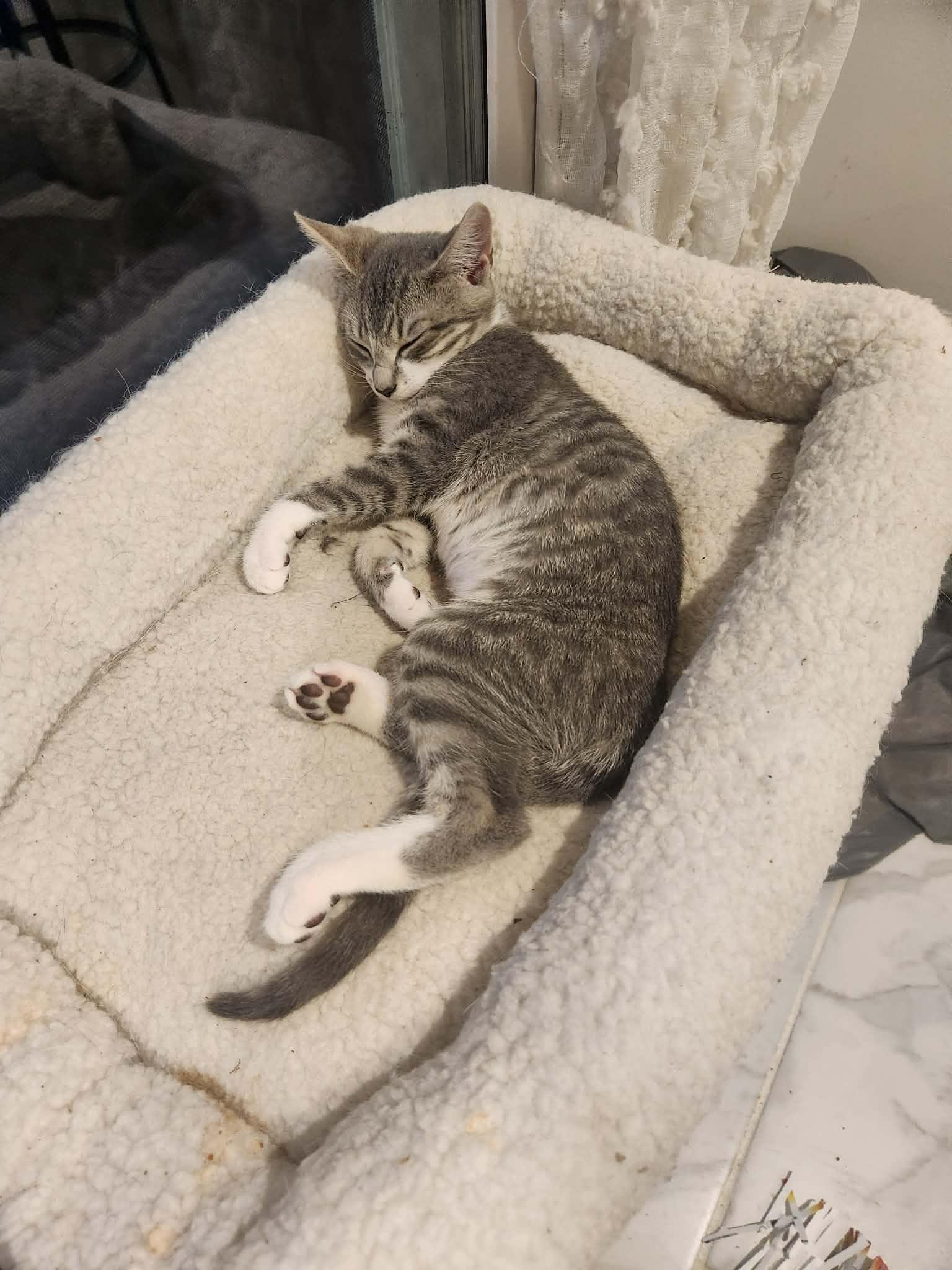 Magnolia, a Adoptable Tabby in Charlotte, NC image 2/6
