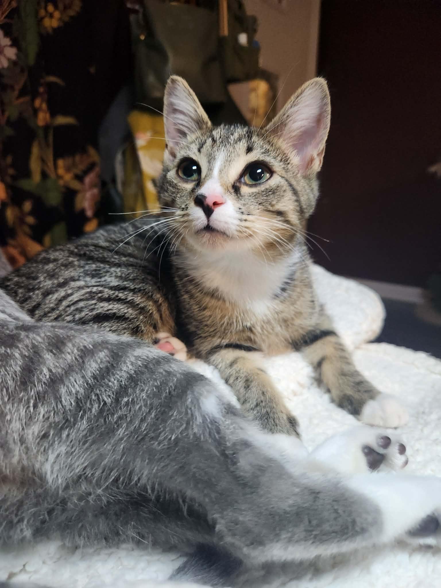 Magnolia, a Adoptable Tabby in Charlotte, NC image 1/6