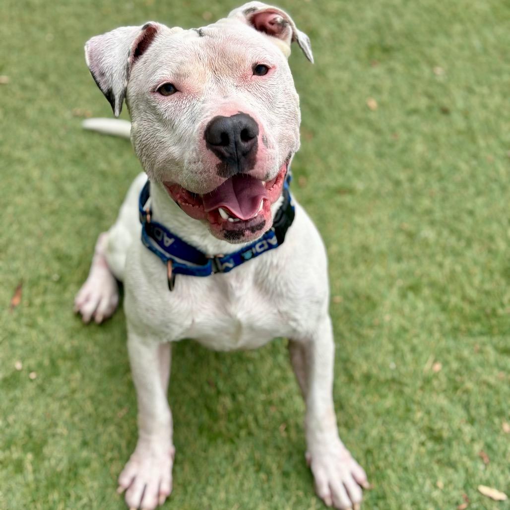 Flounder, a Adoptable Pit Bull Terrier in Henderson, NV image 2/2