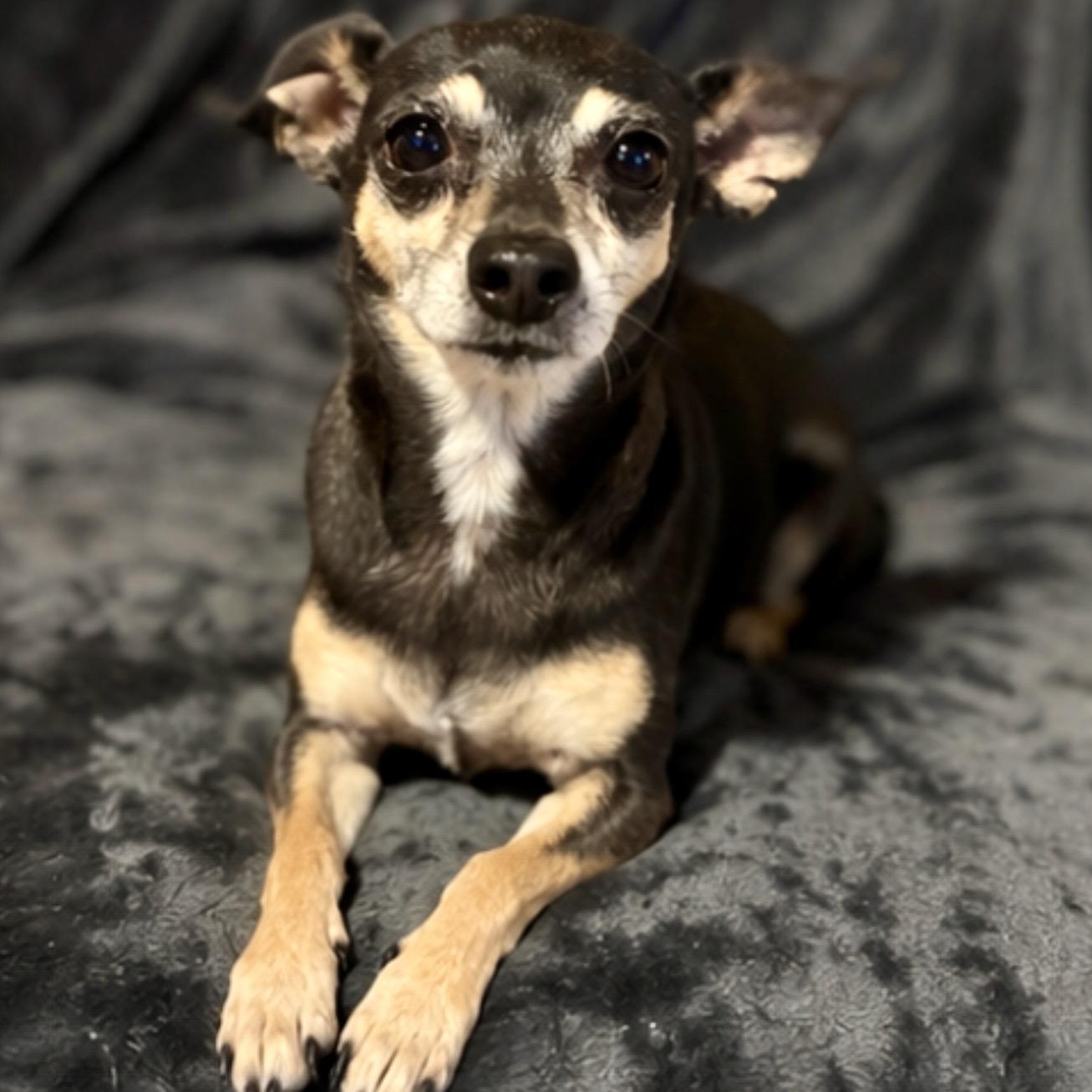 Candy, a ADOPTABLE mixed breed in Pelham, NH image 1/6