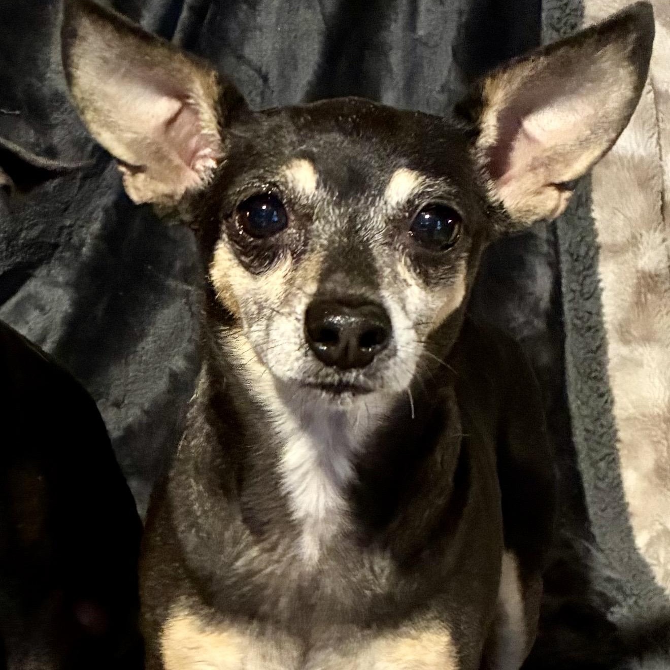 Candy, a ADOPTABLE mixed breed in Pelham, NH image 2/6