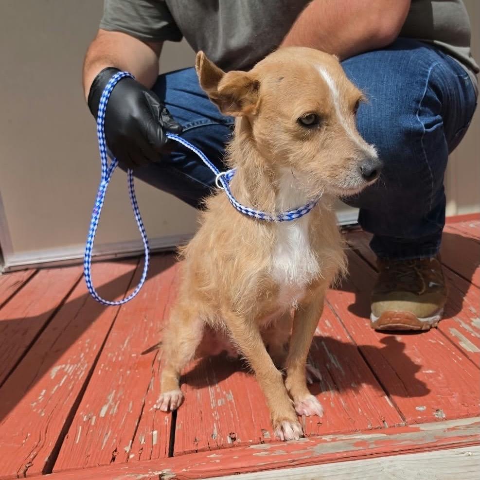 PRINCE, Adoptable, Young Male Terrier & Mixed Breed.