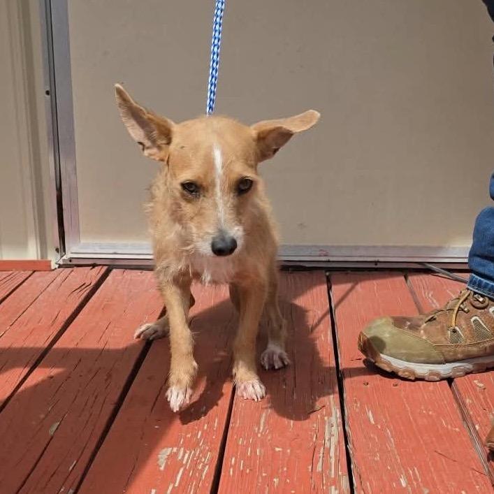 Enlarge PRINCE, a Adoptable mixed breed in Berlin, NJ image 2/2