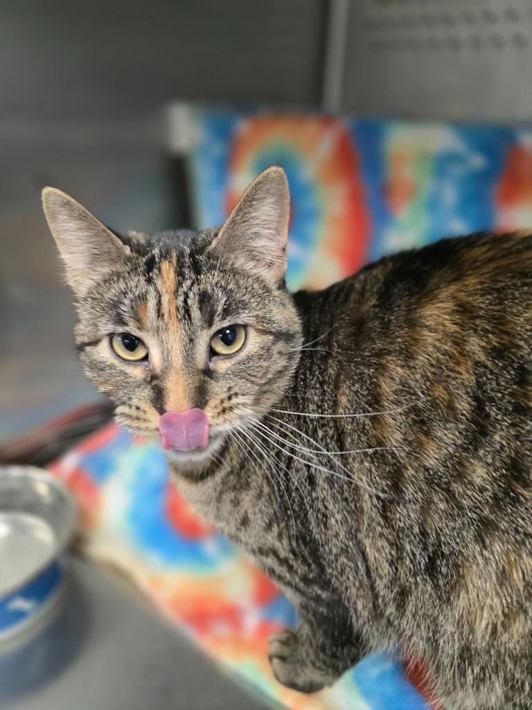 Simba, Adoptable, Adult Female Domestic Short Hair.