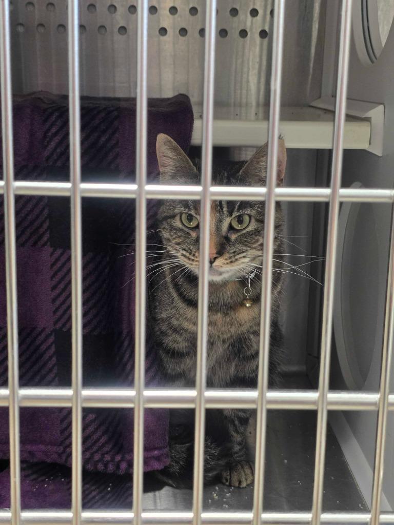 Enlarge Simba, a Adoptable mixed breed in Minot, ND image 4/4