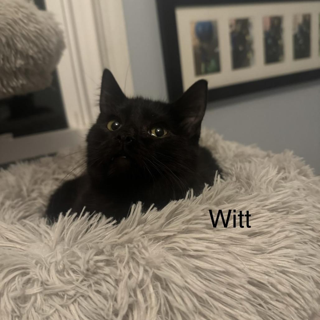 Witt — thumbnail 2