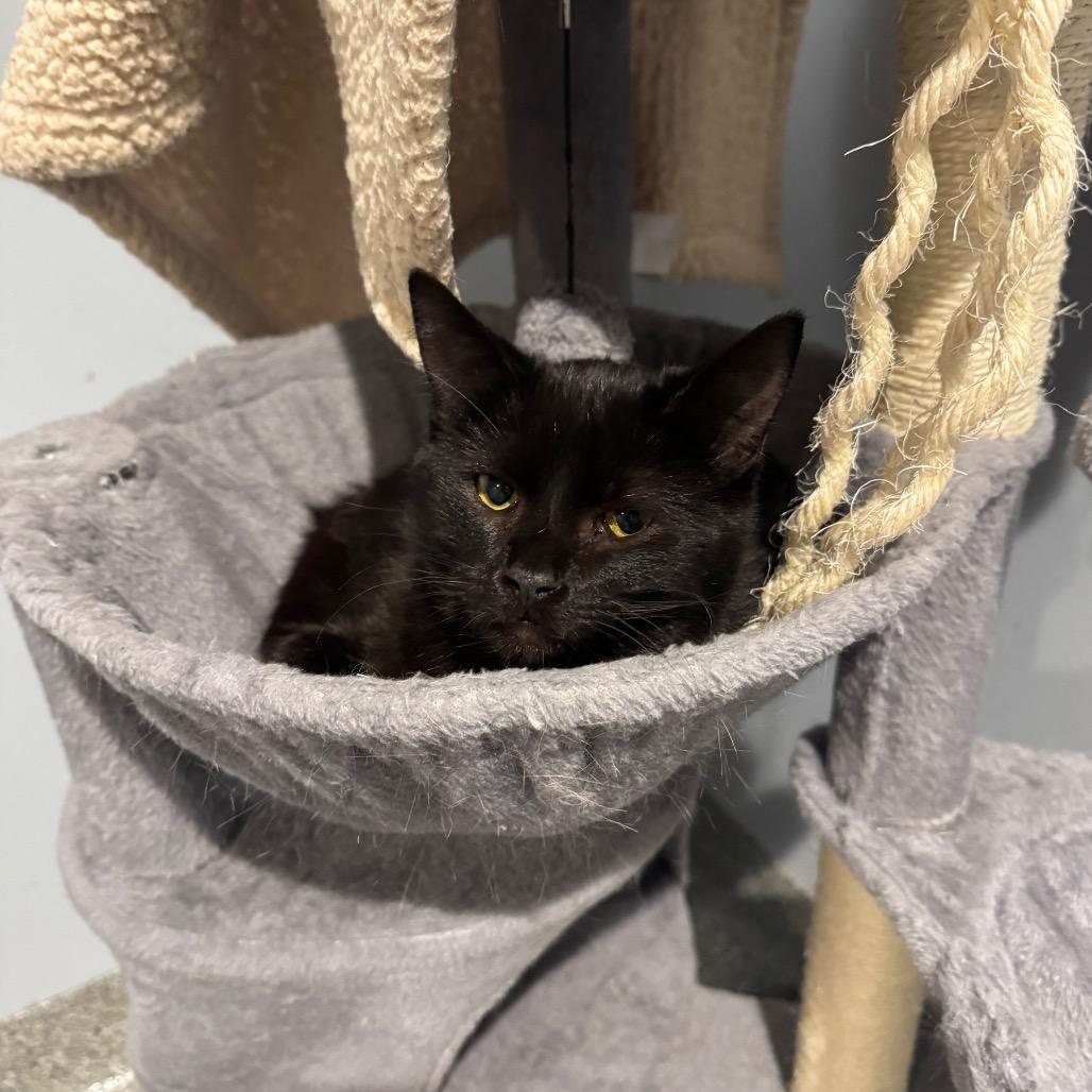 Witt — thumbnail 3