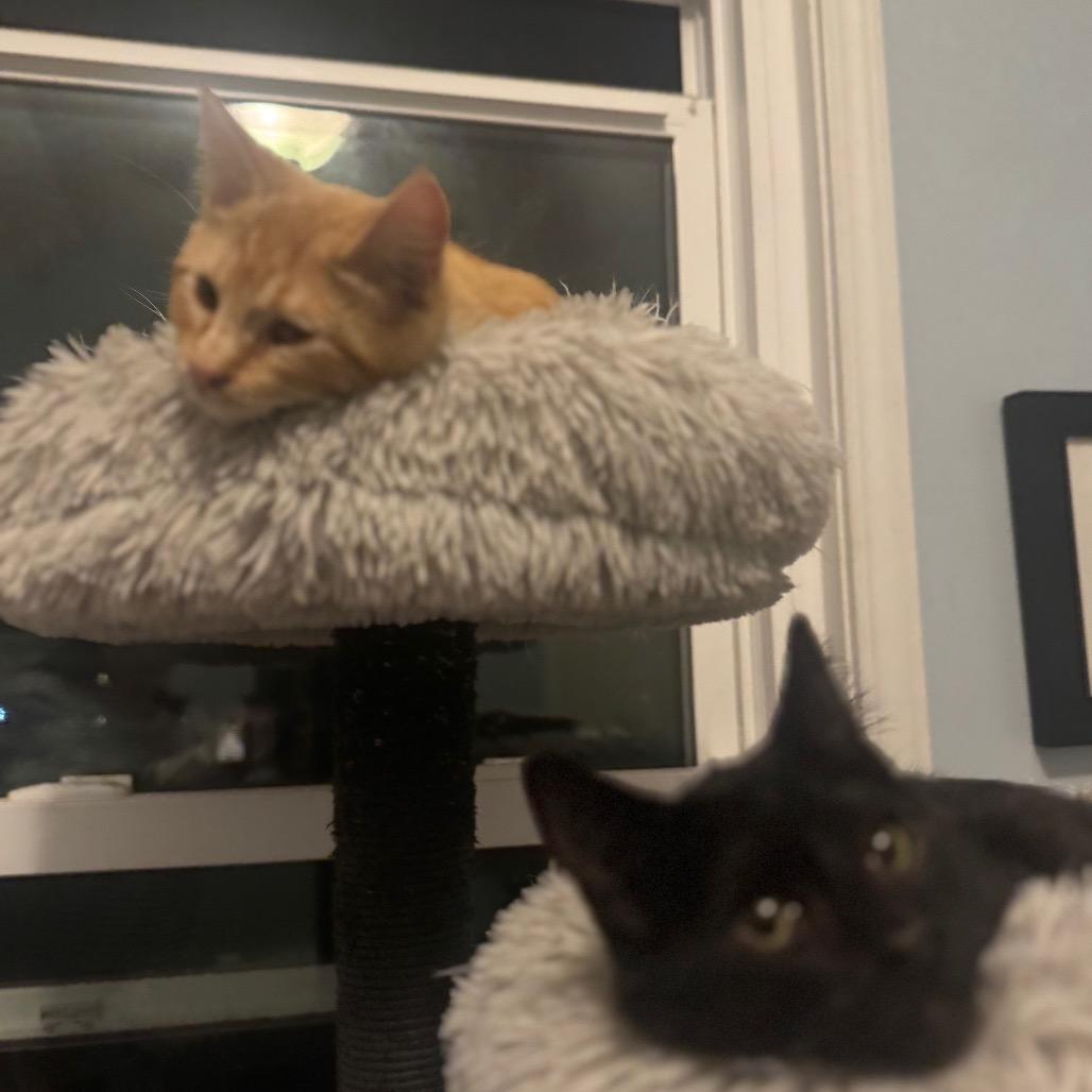 Witt — thumbnail 4