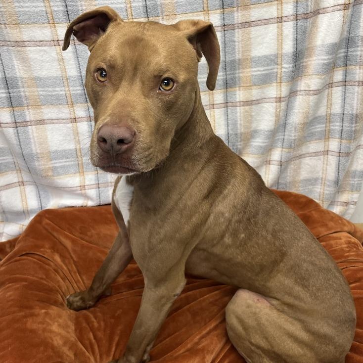 Chocolate, ADOPTABLE, Young Male Pit Bull Terrier.