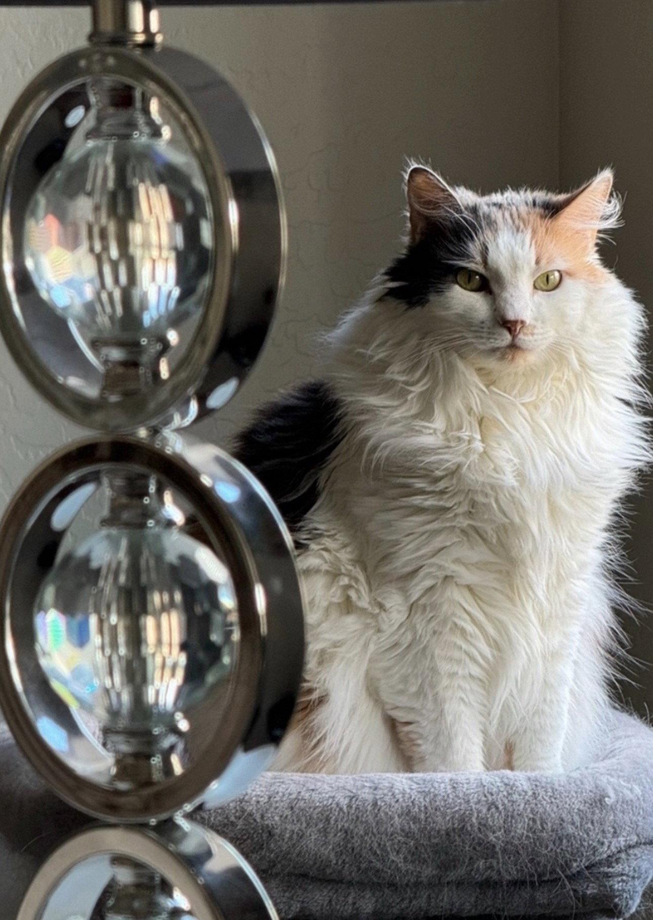 Enlarge Cheesecake, a Adoptable Domestic Long Hair in Chandler, AZ image 2/2